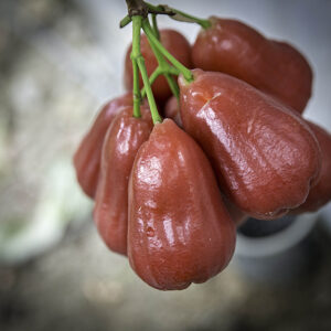 Black gold  jambu <<< free shipping >>>