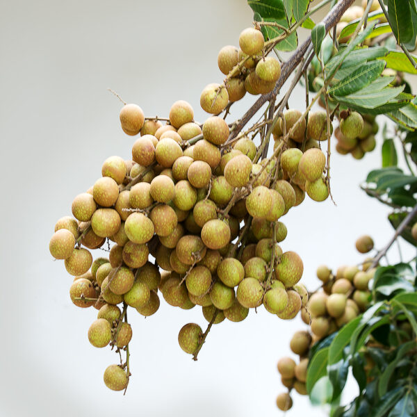 Longan Air Layer. ( Huge Longan Collection  ) - Image 3