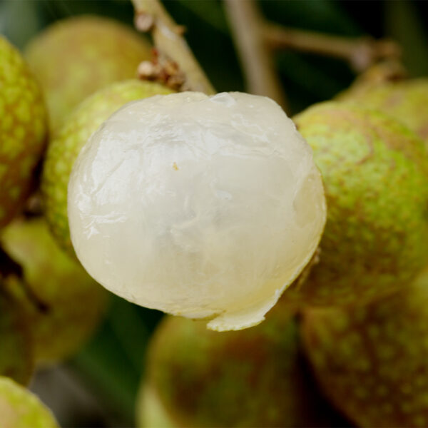 Longan Air Layer. ( Huge Longan Collection  ) - Image 5