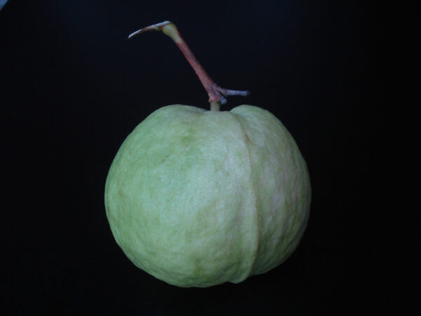 Crystal Guava seedless ( Queen guava , Diamond Guava ) Limited production - free shipping - Image 2
