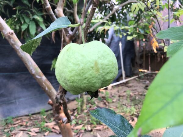 Crystal Guava seedless ( Queen guava , Diamond Guava ) Limited production - free shipping - Image 5