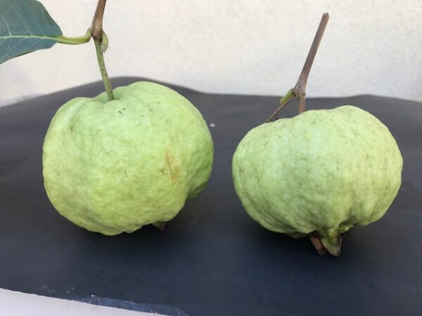 Crystal Guava seedless ( Queen guava , Diamond Guava ) Limited production - free shipping - Image 6