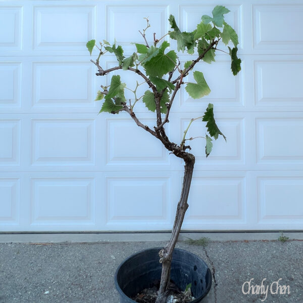 Vitis labruscana vines "Kyoho"    free shipping - Image 8
