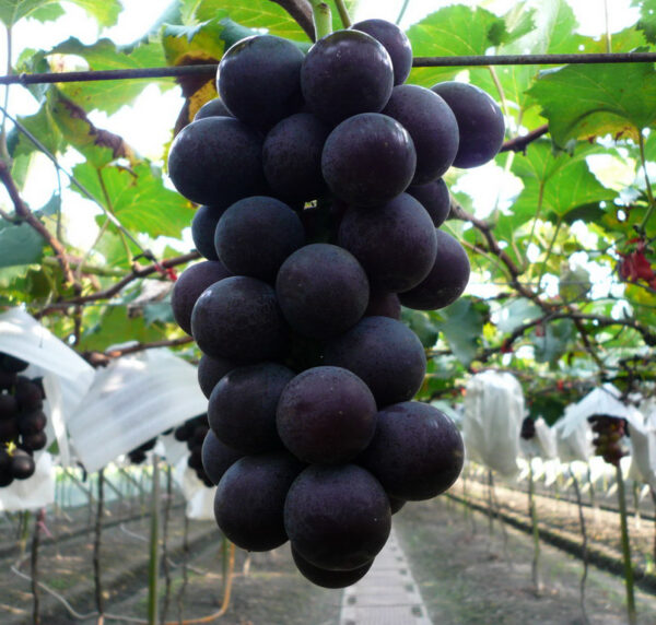 Vitis labruscana vines "Kyoho"    free shipping - Image 2