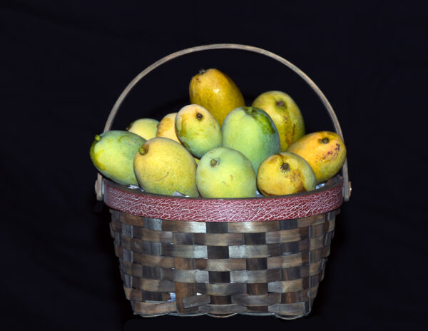 Taiwan Native Mango  (Polyembryonic seed )--- Good rootstock - Image 2