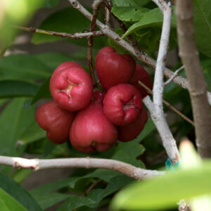 Black Pearl Wax Apple <<< free shipping >>>