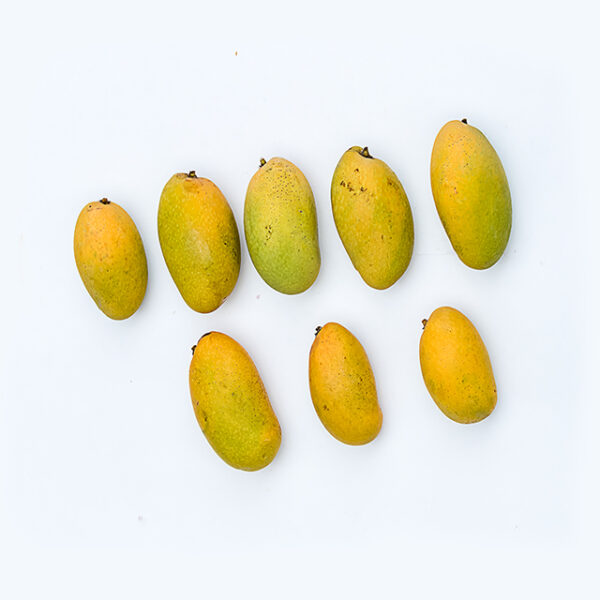 Taiwan Native Mango  (Polyembryonic seed )--- Good rootstock - Image 4