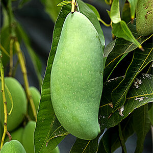 Nam Doc Mai mango