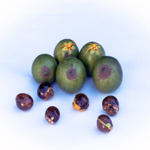 lúcuma (Pouteria lucuma)