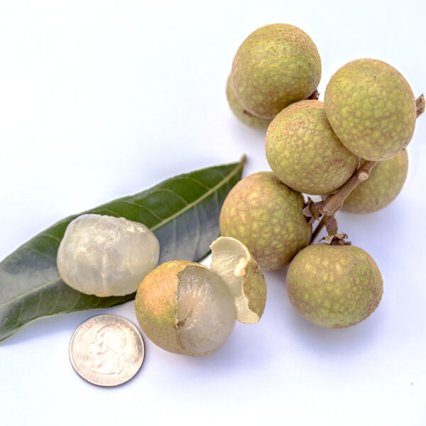 Longan Air Layer. ( Huge Longan Collection  ) - Image 2