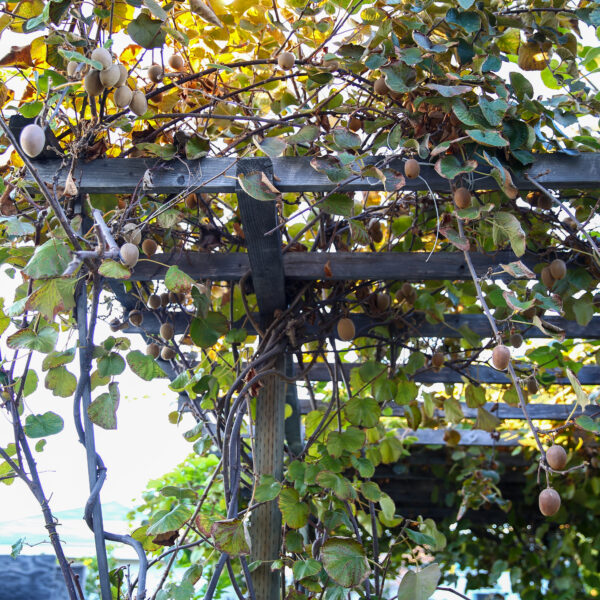 Golden KiWi FRUIT . limited production. - Image 6