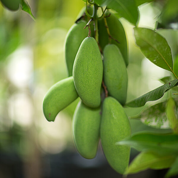 Golek mango (Indonesia) - Image 2