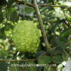 7" Guava ( grafted or air layer) - Image 2