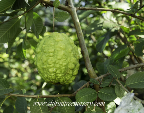 7" Guava ( grafted or air layer) - Image 2