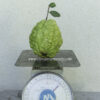 7" Guava ( grafted or air layer) - Image 4