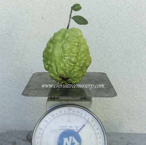 7" Guava ( grafted or air layer) - Image 4