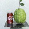 7" Guava ( grafted or air layer) - Image 5