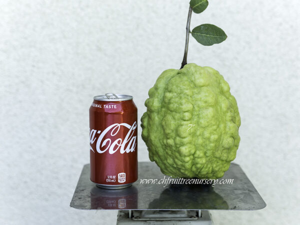 7" Guava ( grafted or air layer) - Image 5