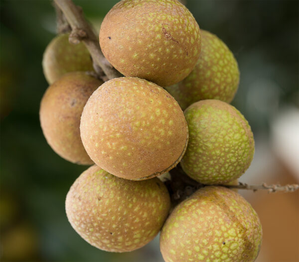 Longan Air Layer. ( Huge Longan Collection  ) - Image 6