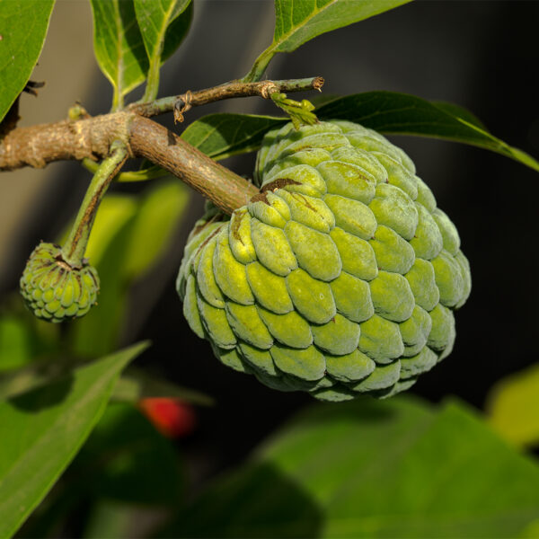 Sugar apple  (grafted tree)  California grown free shipping - Image 5
