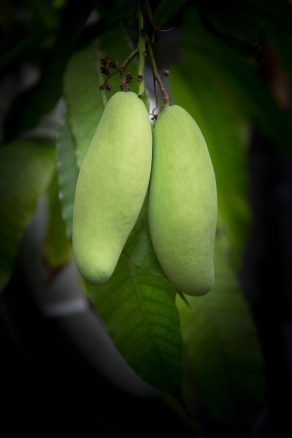 Nam Doc Mai mango - Image 2