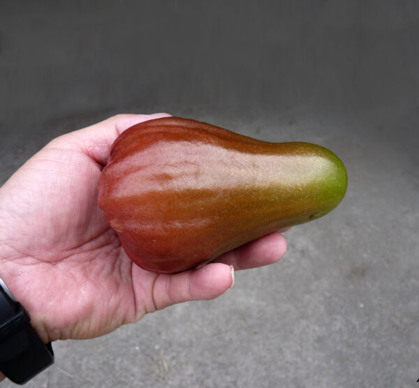 Perfume Wax Apple. free shipping - Image 6