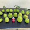 7" Guava ( grafted or air layer) - Image 6
