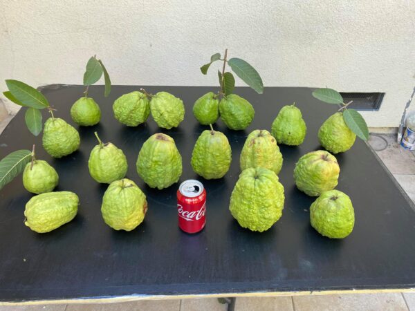 7" Guava ( grafted or air layer) - Image 6