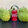 7" Guava ( grafted or air layer) - Image 3