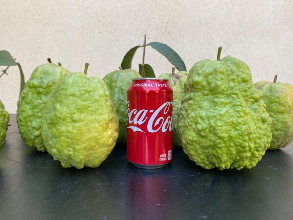 7" Guava ( grafted or air layer) - Image 3