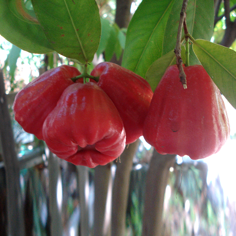 2 to 3 Feet Tall Taiwan Black Dinamond  Wax Apple Fruit Tree