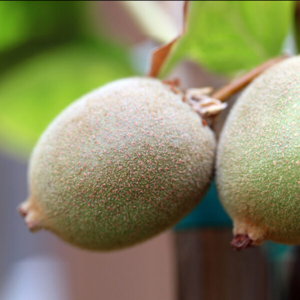 Golden KiWi FRUIT . limited production. - Image 7