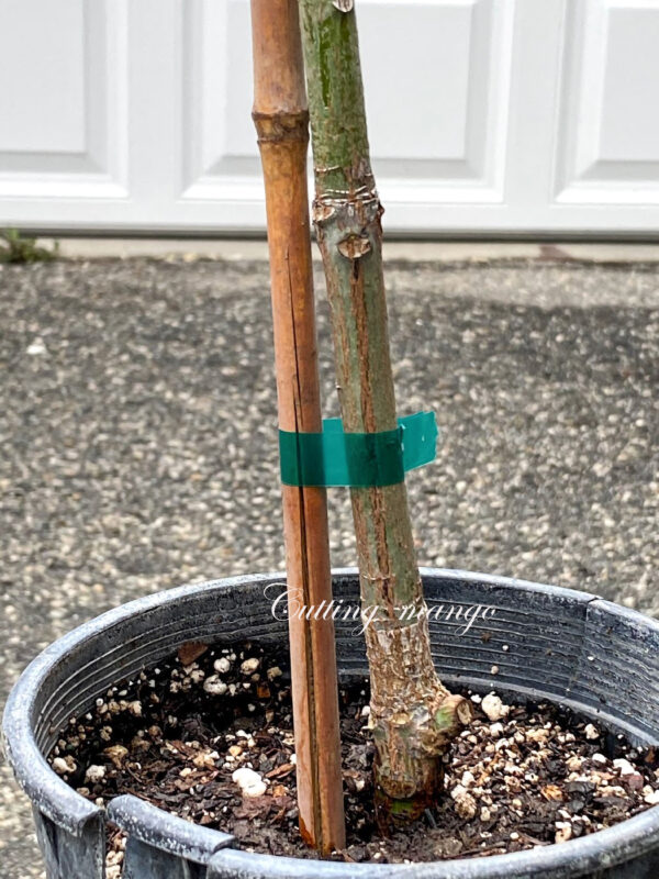 Taiwan Native Mango  (Polyembryonic seed )--- Good rootstock - Image 5