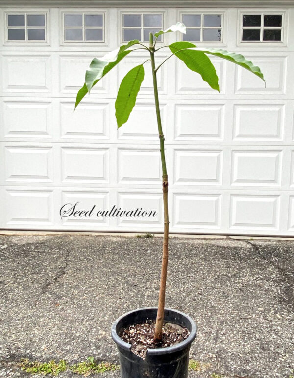 Taiwan Native Mango  (Polyembryonic seed )--- Good rootstock - Image 7
