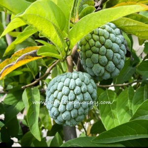 Sugar apple  (grafted tree)  California grown free shipping