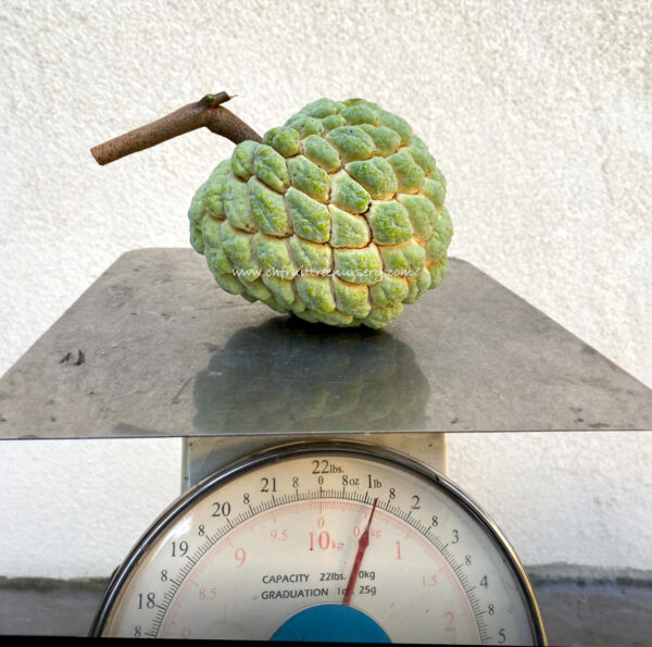 Sugar apple  (grafted tree)  California grown free shipping - Image 7