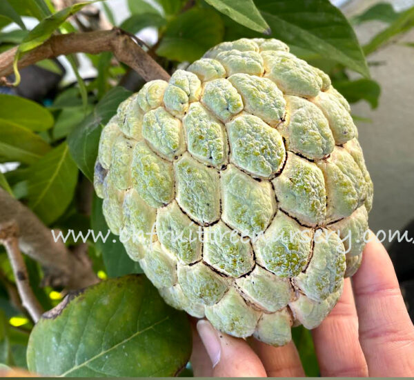Sugar apple  (grafted tree)  California grown free shipping - Image 8