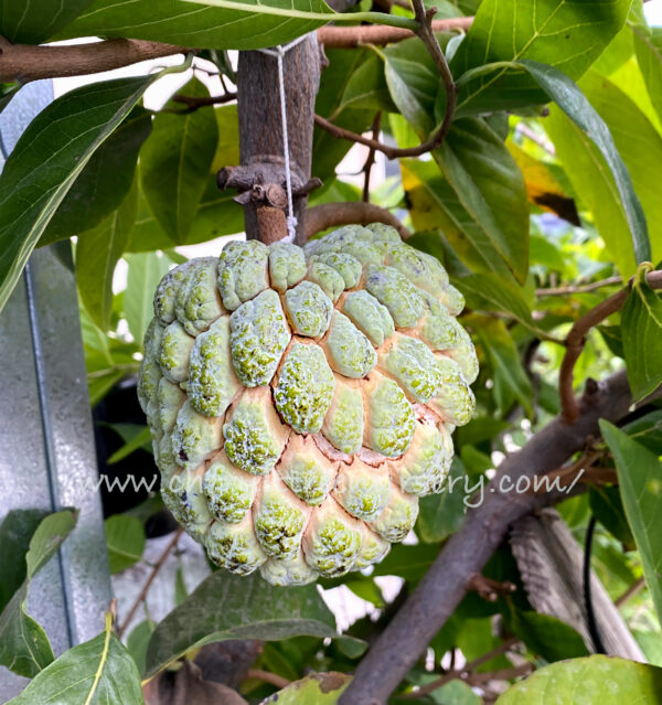 Sugar apple  (grafted tree)  California grown free shipping - Image 9