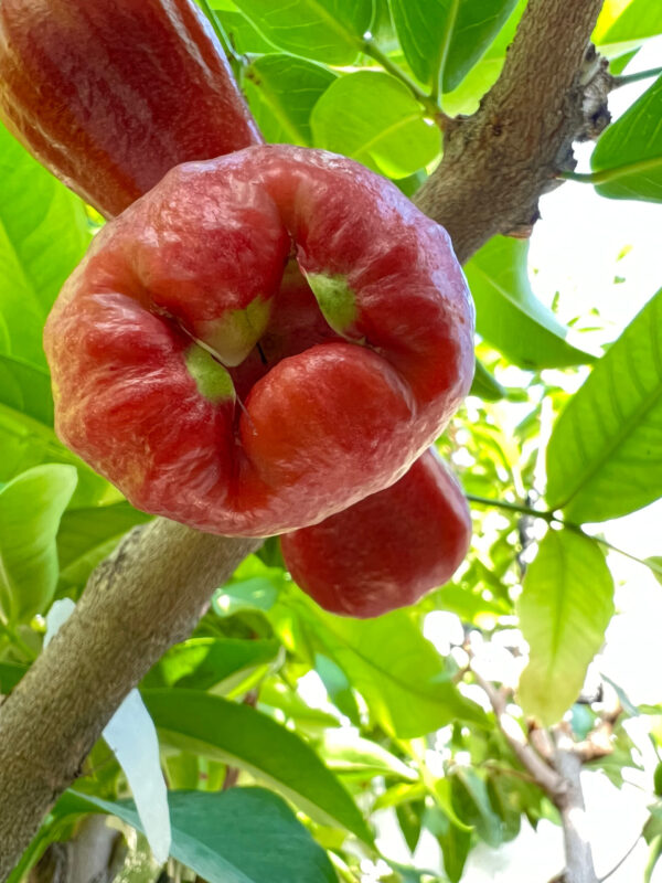 Black gold  jambu <<< free shipping >>> - Image 5