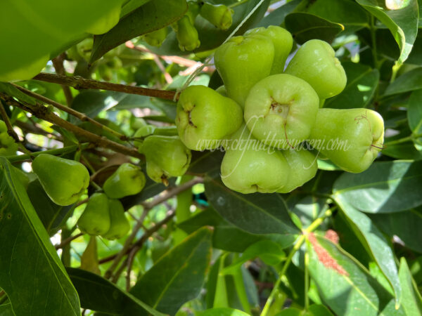 Green Diamond Wax Apple ( Thai Green wax Apple)free shipping - Image 6
