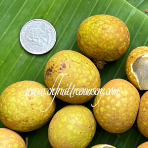 Longan Air Layer. ( Huge Longan Collection  )