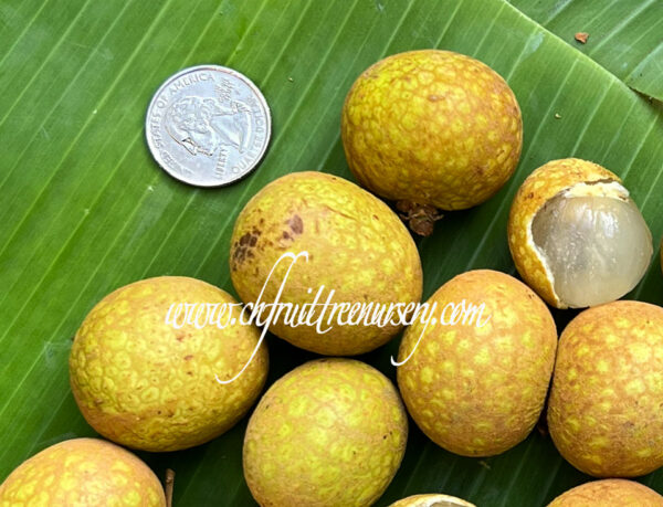 Longan Air Layer. ( Huge Longan Collection  )