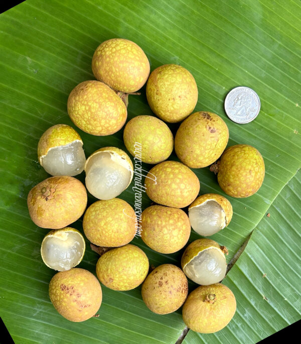 Longan Air Layer. ( Huge Longan Collection  ) - Image 8