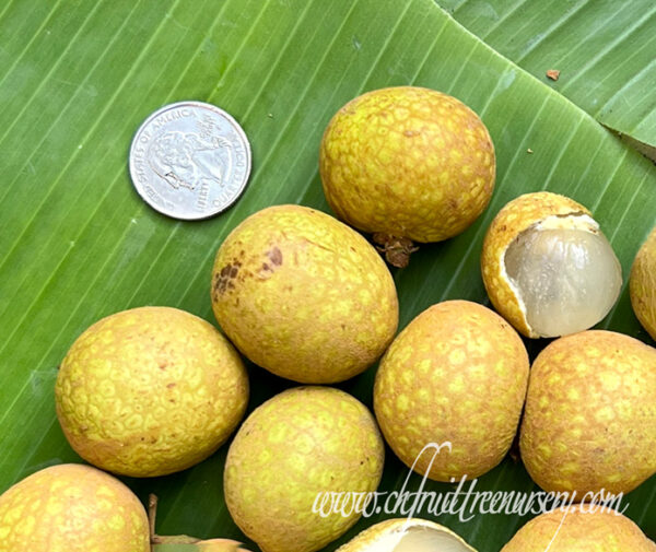 Longan Air Layer. ( Huge Longan Collection  ) - Image 9