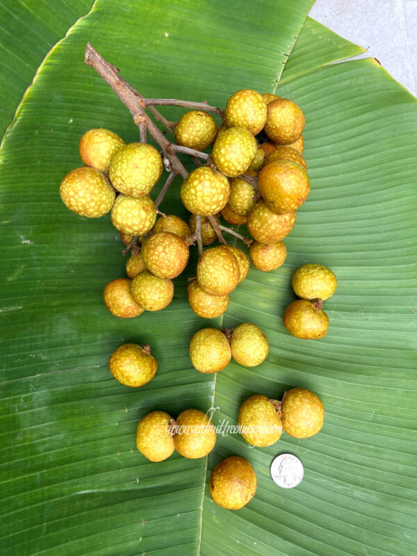 Longan Air Layer. ( Huge Longan Collection  ) - Image 7