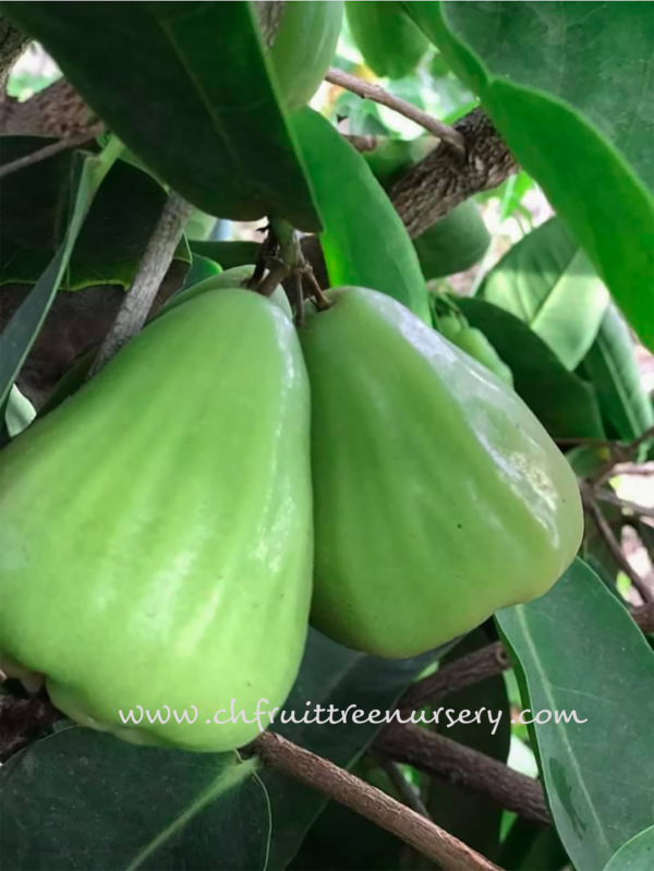 Green Diamond Wax Apple ( Thai Green wax Apple)free shipping - Image 4