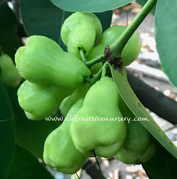 Green Diamond Wax Apple ( Thai Green wax Apple)free shipping - Image 5
