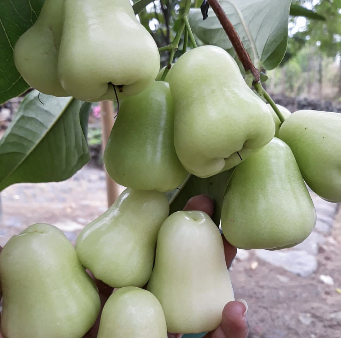 Fruit de pomme de pomme Java Rose blanche à vendre aux États-Unis
