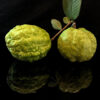 7" Guava ( grafted or air layer) - Image 7