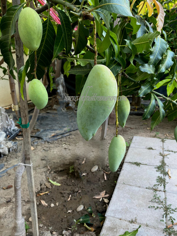 Nam Doc Mai mango - Image 4